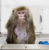 India: Sterilizing monkeys disturbed the city