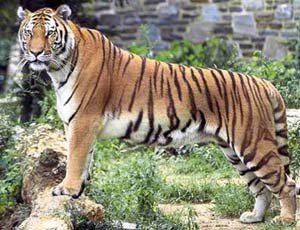 Indian conservation park lost many precious tiger