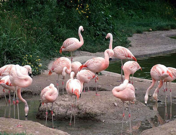 Indian flamingos died massively due to electric shock