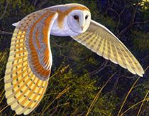 Indian owl is in danger because of