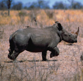 Indian rhinos are killed at breakneck speed