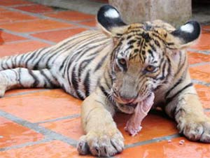Indochinese tigers give birth in captivity