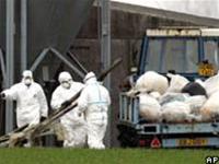 Indonesia: 2 more patients infected with bird flu