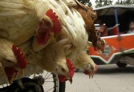 Indonesia: 2 more suspected deaths from bird flu