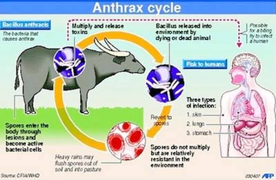 Indonesia: 20 people fell ill from eating anthrax meat