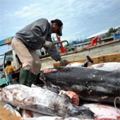 Indonesia and India kill the most sharks in the world