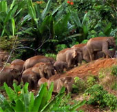 Indonesia and the US cooperate to protect tropical rain forests