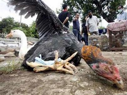 Indonesia: Avian flu is a national disaster
