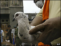 Indonesia banned poultry farming in the capital