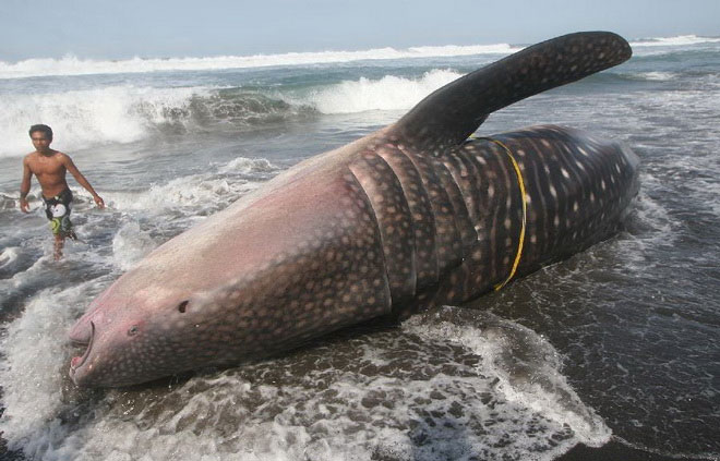 Indonesia: consecutive sharks 'ashore'
