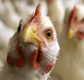 Indonesia discovered new strains of H5N1 influenza virus