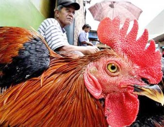 Indonesia has more bird flu victims