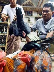 Indonesia has more people suspected of being infected with bird flu