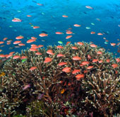 Indonesia restores 50% of the destroyed coral area