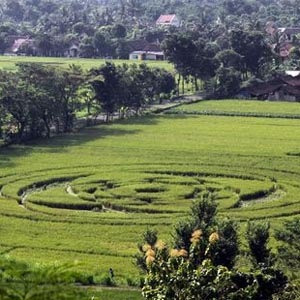 Indonesia roared because the mysterious circle appeared in the field