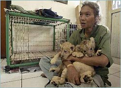 Indonesia: Significantly reduced the number of Sumatra tigers and orangutans