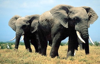 Indonesia studies using elephants to alert earthquakes