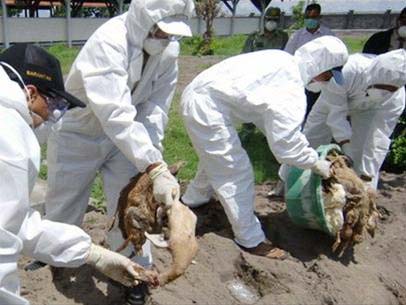 Indonesia: The 79th death due to bird flu