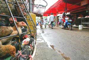 Indonesia: the ability of avian flu to spread from person to person
