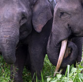 Indonesia: Three Sumarta elephants died of poisoning