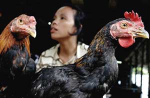 Indonesia: Two and a half days, one person died of H5N1