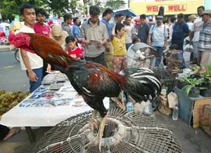 Indonesia was criticized in the fight against bird flu