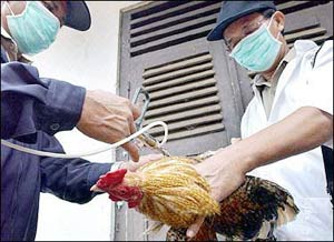 Indonesians are not aware of the threat of bird flu