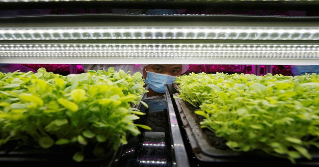 Indoor farm for over 80 tons of clean vegetables every year