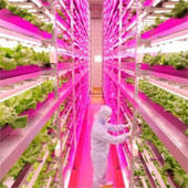 Indoor farms provide high productivity