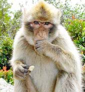 Infants and gibbon memorize the same