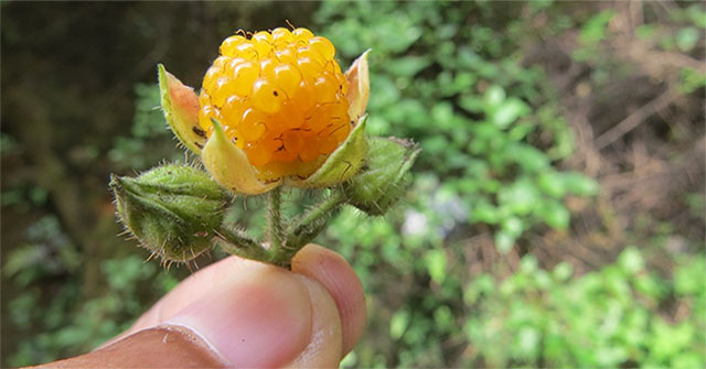 Infatuated 4 incredible 'wild' results but also super delicious and most nutritious in the world