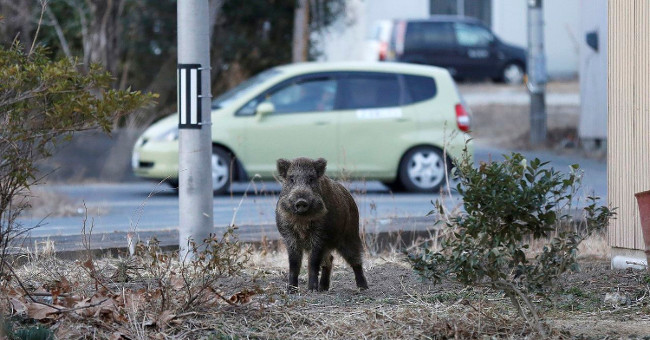 Infected wild boar flooded Fukushima street