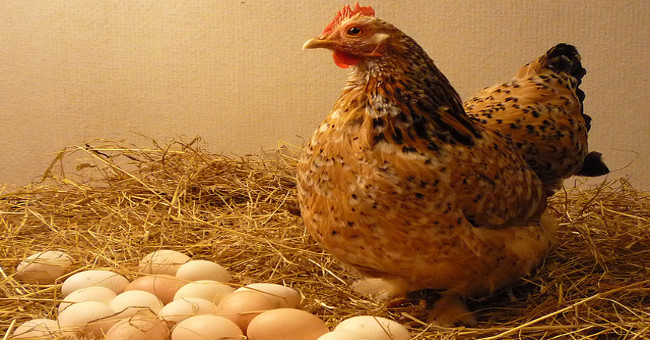 Infertile chickens have the ability to
