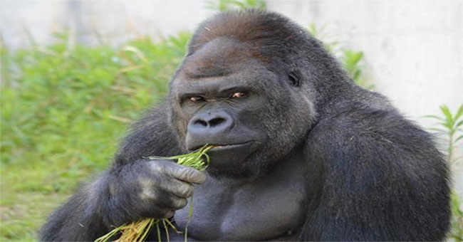 Information about animals has a human-like genome that is over 98%