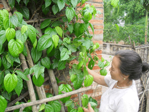 Inhibiting E.coli bacteria by betel leaves
