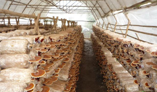 Initially succeed in growing Ganoderma in Ha Giang