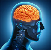 Inject germ cells into the brain to cure paralysis due to stroke