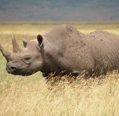 Inject poison into rhino horn to prevent poaching