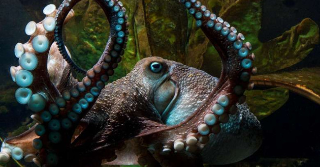 Inky octopus 'defected' from New Zealand aquarium