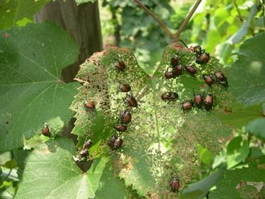 Insect eat more plants in high CO2 environment