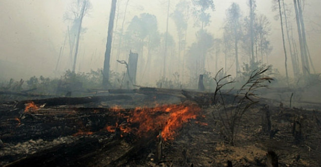 Insect outbreaks help fight natural disasters