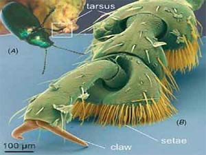 'Insect tape'