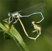 Insects also 'love' gay