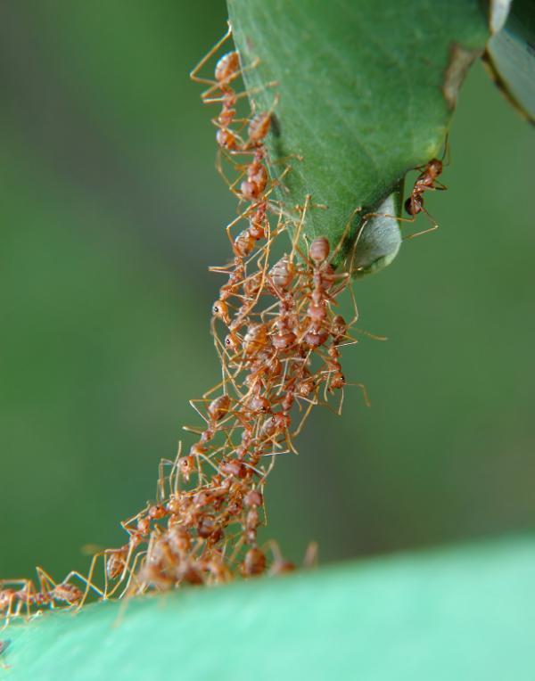 Insects and humans have authentic group activity
