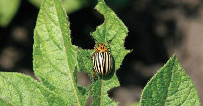 Insects can find infected plants