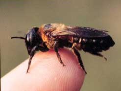 Insects can replace professional dogs