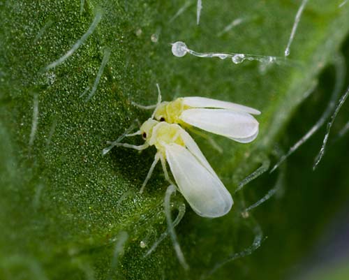 Insects 'cooperate' with viruses to expand the world