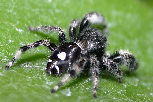Insects disguise as predators to escape