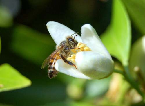 Insects evolved a completely different tactic to sniff