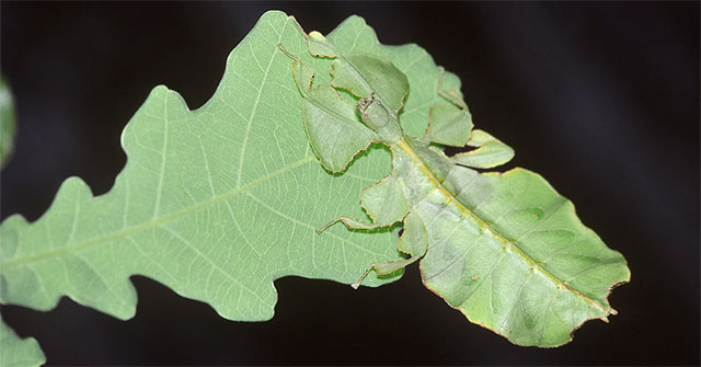Insects have the ability to copy 99.99% of the shape and movement of the leaf